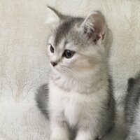 British Shorthair, Kedi  3 Ponçik Yavru Kaldı - Yetişen Alır fotoğrafı