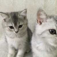 British Shorthair, Kedi  3 Ponçik Yavru Kaldı - Yetişen Alır fotoğrafı