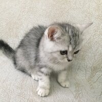 British Shorthair, Kedi  3 Ponçik Yavru Kaldı - Yetişen Alır fotoğrafı