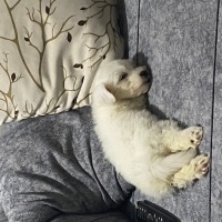 Maltese, Köpek  Betty fotoğrafı
