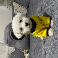 Maltese, Köpek  Betty fotoğrafı