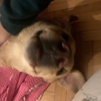 Labrador Retriever, Köpek  Oscar fotoğrafı