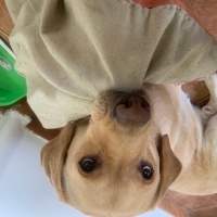 Labrador Retriever, Köpek  Oscar fotoğrafı