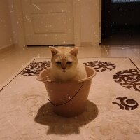 British Shorthair, Kedi  Köfte fotoğrafı