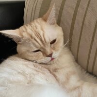 British Shorthair, Kedi  Köfte fotoğrafı