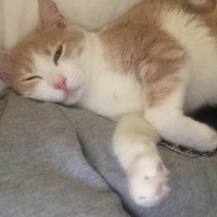 Tekir Kedi, Kedi  Fıstık fotoğrafı