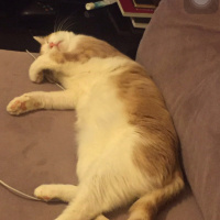 Tekir Kedi, Kedi  Fıstık fotoğrafı