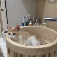 Tekir Kedi, Kedi  Fıstık fotoğrafı