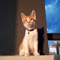 Sarman, Kedi  PETİBÖR fotoğrafı