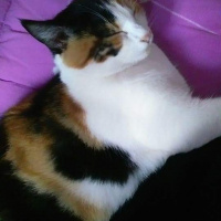 Brazilian Shorthair, Kedi  Gıdış fotoğrafı