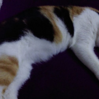 Brazilian Shorthair, Kedi  Gıdış fotoğrafı