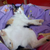 Brazilian Shorthair, Kedi  Gıdış fotoğrafı