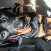 Rottweiler, Köpek  Appa fotoğrafı