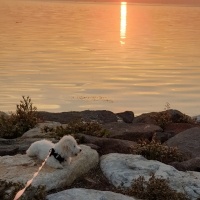 Maltese, Köpek  EGE fotoğrafı