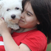 Maltese, Köpek  Lucky fotoğrafı