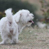 Maltese, Köpek  Lucky fotoğrafı