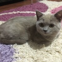 British Shorthair, Kedi  Sasha fotoğrafı