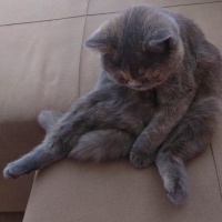 British Shorthair, Kedi  Bonnie fotoğrafı