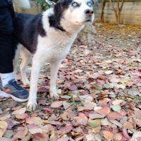 Sibirya Kurdu (Husky), Köpek  MAVİ fotoğrafı