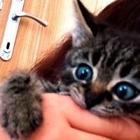 Tekir Kedi, Kedi  VENÜS fotoğrafı