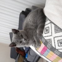 British Shorthair, Kedi  Kleo fotoğrafı