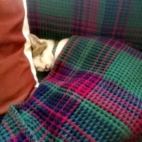 Tekir Kedi, Kedi  Luna fotoğrafı