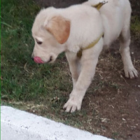 Golden Retriever, Köpek  Fugy fotoğrafı