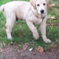 Golden Retriever, Köpek  Fugy fotoğrafı