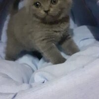 British Shorthair, Kedi  Cico fotoğrafı