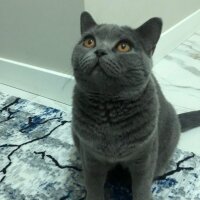 British Shorthair, Kedi  Cico fotoğrafı