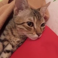 Tekir Kedi, Kedi  Ponçik fotoğrafı