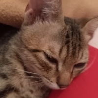 Tekir Kedi, Kedi  Ponçik fotoğrafı