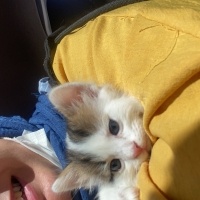 Tekir Kedi, Kedi  Bulut fotoğrafı