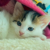 Tekir Kedi, Kedi  Bulut fotoğrafı
