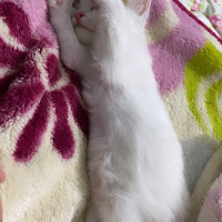 Tekir Kedi, Kedi  Bulut fotoğrafı