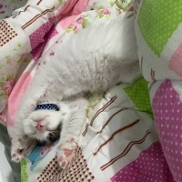 Tekir Kedi, Kedi  Bulut fotoğrafı