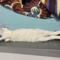 Tekir Kedi, Kedi  Bulut fotoğrafı