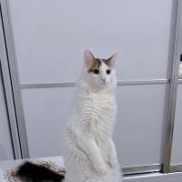Tekir Kedi, Kedi  Bulut fotoğrafı