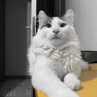 Tekir Kedi, Kedi  Bulut fotoğrafı