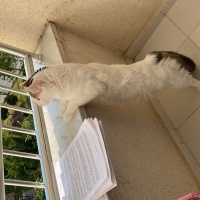 Tekir Kedi, Kedi  Bulut fotoğrafı
