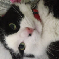 Tuxedo (Smokin) Kedi, Kedi  Yamada  fotoğrafı