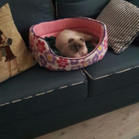Scottish Fold, Kedi  Boti fotoğrafı