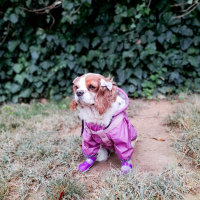 Cavalier King Charles Spanieli, Köpek  Lili fotoğrafı