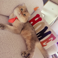 Scottish Fold, Kedi  Gofret fotoğrafı