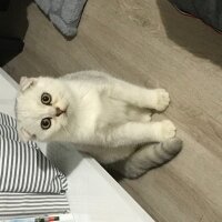 Scottish Fold, Kedi  Pia fotoğrafı