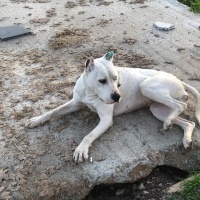 Amerikan Pitbull Terrier, Köpek  beyaz fotoğrafı