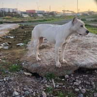 Amerikan Pitbull Terrier, Köpek  beyaz fotoğrafı