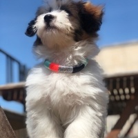 Maltese, Köpek  April fotoğrafı