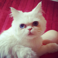 İran Kedisi (Persian), Kedi  Pati fotoğrafı