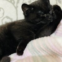 British Shorthair, Kedi  Pasaklı fotoğrafı